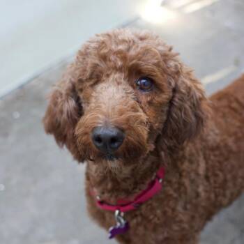 Reba McEntire -  Poodle Dog for Adoption in Los Angeles, California - Reba McEntire | PetCurious