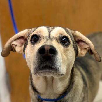 Princess Goodness -  Mixed Breed Dog for Adoption in Charleston, West Virginia - Princess Goodness | PetCurious