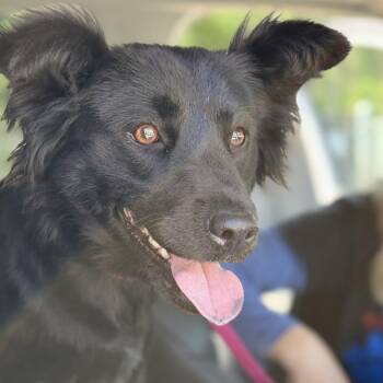 Retriever and Mixed Breed Dogs Available for Adoption in Fresno, California - Dottie | PetCurious