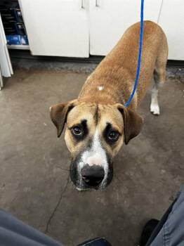 BOSS -  Mixed Breed Dog for Adoption in Dallas, Texas - BOSS | PetCurious