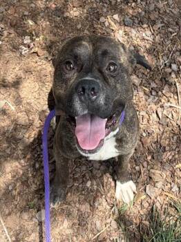 SIMON -  Pit Bull Terrier Dog for Adoption in Charlotte, North Carolina - SIMON | PetCurious