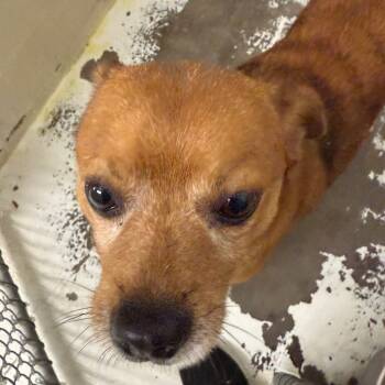 Rescue Terrier Dogs for Adoption in Evansville, Indiana - Rex | PetCurious