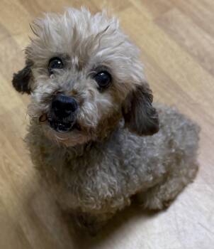 Deliah -  Miniature Poodle Dog for Adoption in Mount Airy, North Carolina - Deliah | PetCurious