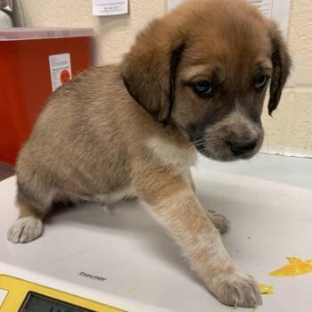 Mixed Breed Dogs Available for Adoption - MEL | PetCurious