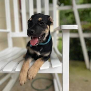 Chandler -  Shepherd and Mixed Breed Dog for Adoption - Chandler | PetCurious