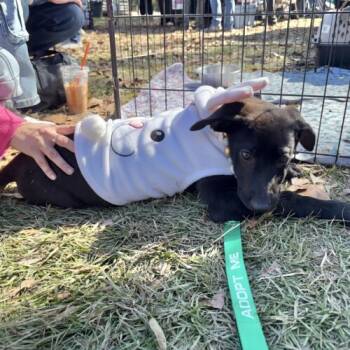 Rescue Black Labrador Retriever Dogs for Adoption in Sanford, North Carolina - Trick | PetCurious