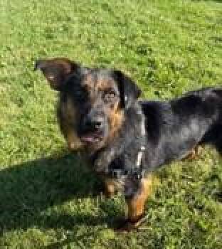 Lucy -  German Shepherd Dog Dog for Adoption in Whitby, Ontario - Lucy | PetCurious