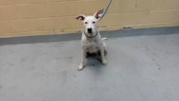 PRETZEL -  Pit Bull Terrier and Mixed Breed Dog for Adoption in Tulsa, Oklahoma - PRETZEL | PetCurious