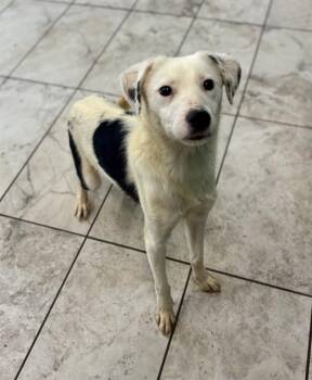 BAMPY -  Border Collie and Mixed Breed Dog for Adoption in Kalamazoo, Michigan - BAMPY | PetCurious