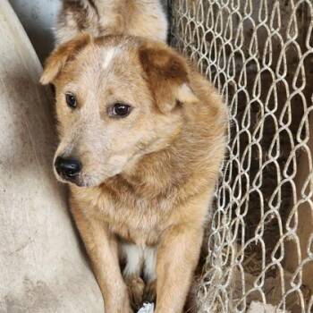 Rescue Mixed Breed Dogs for Adoption in Janesville, Wisconsin - Annie | PetCurious