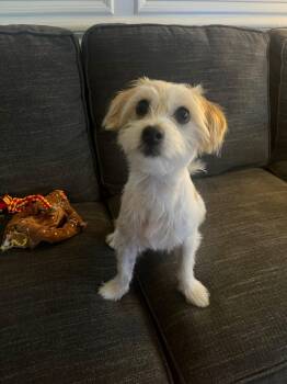 Maltese and Miniature Schnauzer Dogs Available for Adoption in Lakewood Village, Texas - Tucker | PetCurious