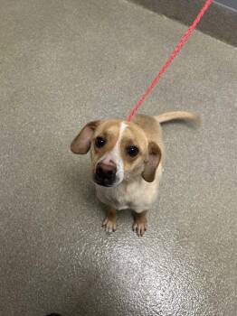 Dachshund and Mixed Breed Dogs Available for Adoption in Las Vegas, Nevada - TEDDY | PetCurious