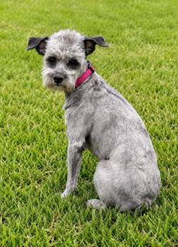 Lottie -  Poodle Dog for Adoption in Princeton, Massachusetts - Lottie | PetCurious
