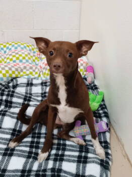 Rescue Chihuahua Dogs for Adoption in York, South Carolina - Biggie | PetCurious