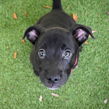 Zeus -  Labrador Retriever Dog for Adoption in St. Petersburg, Florida - Zeus | PetCurious