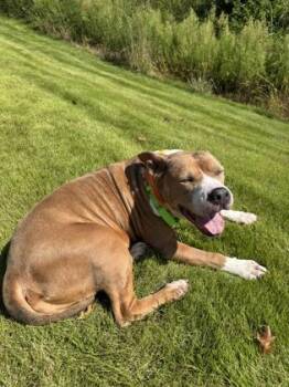 Rosie -  Pit Bull Terrier and Mixed Breed Dog for Adoption in Atlanta, Georgia - Rosie | PetCurious