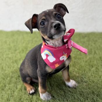 PIXIE -  Chihuahua Dog for Adoption in San Diego, California - PIXIE | PetCurious