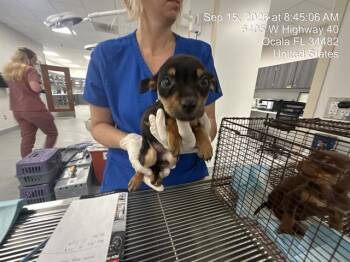 REESIE CUP -  Pit Bull Terrier and Mixed Breed Dog for Adoption in Ocala, Florida - REESIE CUP | PetCurious