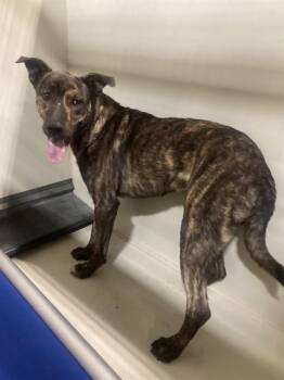 Miles - URGENT -  Dutch Shepherd Dog for Adoption in Thousand Oaks, California - Miles - URGENT | PetCurious