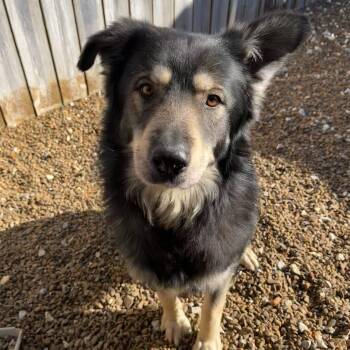 Husky and German Shepherd Dog Dogs Available for Adoption in Centerton, Arkansas - Balto | PetCurious