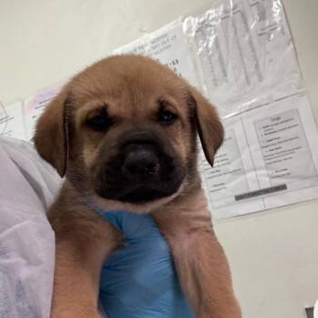Hal -  Mixed Breed Dog for Adoption in Charleston, West Virginia - Hal | PetCurious