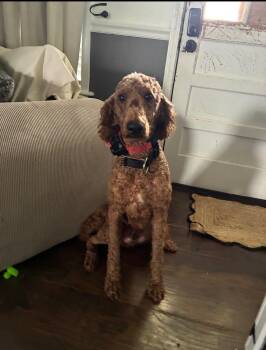 Buddy -  Goldendoodle Dog for Adoption in Watertown, Connecticut - Buddy | PetCurious