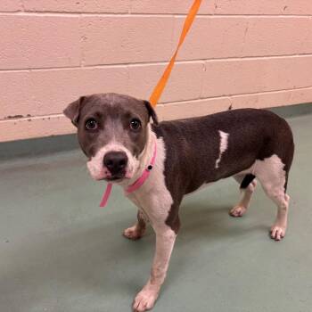 Sophie -  Mixed Breed Dog for Adoption in Memphis, Tennessee - Sophie | PetCurious