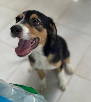 COCO CABANAS (out of town) -  Beagle Dog for Adoption in New York, New York - COCO CABANAS (out Of Town) | PetCurious