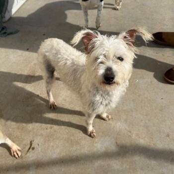 Minty -  Poodle and Havanese Dog for Adoption in Chico, California - Minty | PetCurious