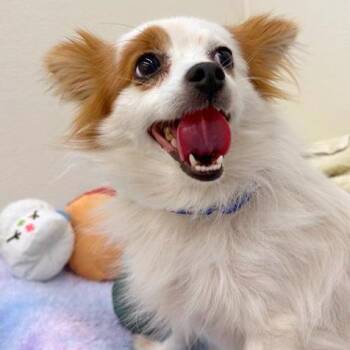 Nina -  Papillon and Mixed Breed Dog for Adoption in Woodinville, Washington - Nina | PetCurious