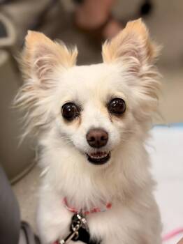 Mishka -  Chihuahua Dog for Adoption in Mundelein, Illinois - Mishka | PetCurious