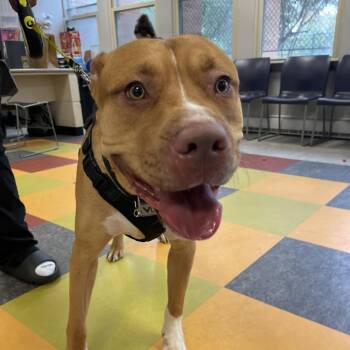 Rescue Mixed Breed Dogs for Adoption in Philadelphia, Pennsylvania - Dash | PetCurious