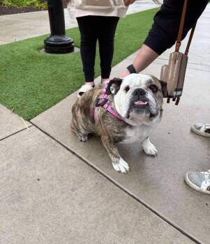 Chloe -  English Bulldog Dog for Adoption in Incline Village, Nevada - Chloe | PetCurious