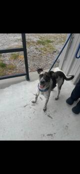 Rescue German Shorthaired Pointer Dogs for Adoption in Lawrenceburg, Tennessee - Little Bit 4 | PetCurious