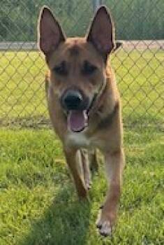 Rescue German Shepherd Dog Dogs for Adoption in North Street, Michigan - Sadie | PetCurious