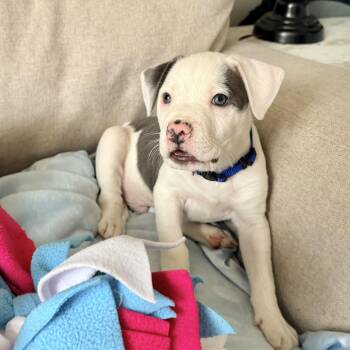 Pit Bull Terrier Dogs Available for Adoption - Pua | PetCurious