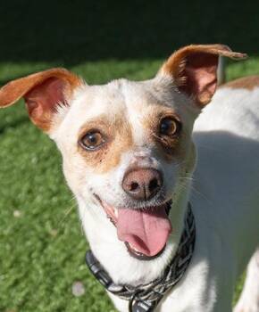 Jackson -  Chihuahua Dog for Adoption in Encinitas, California - Jackson | PetCurious