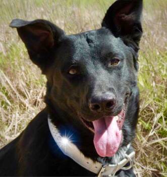 Kronk -  Shepherd and Labrador Retriever Dog for Adoption in Kingman, Arizona - Kronk | PetCurious
