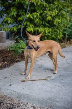 Rescue Australian Kelpie Dogs for Adoption in Anacortes, Washington - Monkey | PetCurious