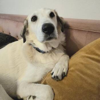 Rescue Great Pyrenees Dogs for Adoption in Chicago, Illinois - Lena | PetCurious