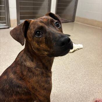 Emberus -  Plott Hound and Mixed Breed Dog for Adoption in Bristol, Indiana - Emberus | PetCurious