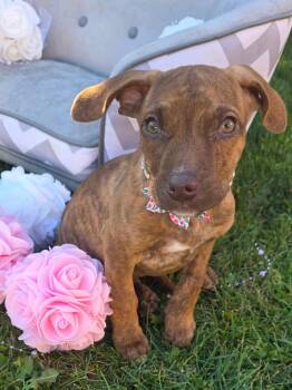 Rescue American Bully Dogs for Adoption - Shakira | PetCurious