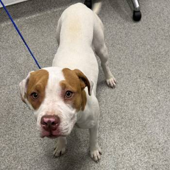 Pit Bull Terrier Dogs Available for Adoption - Lucy | PetCurious