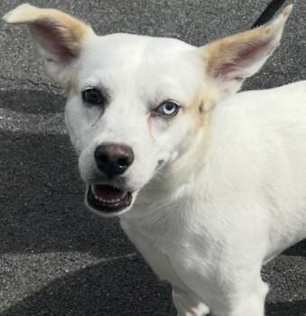 ROBIN -  Australian Cattle Dog Blue Heeler Dog for Adoption in Elizabethton, Tennessee - ROBIN | PetCurious