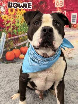 Bowie -  Mixed Breed Dog for Adoption in Flint, Michigan - Bowie | PetCurious