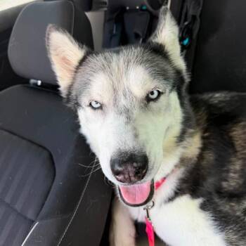 MINA -  Siberian Husky Dog for Adoption in Las Vegas, Nevada - MINA | PetCurious