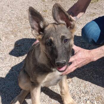 Merlin -  Dutch Shepherd and Belgian Shepherd Malinois Dog for Adoption in San Luis, Colorado - Merlin | PetCurious