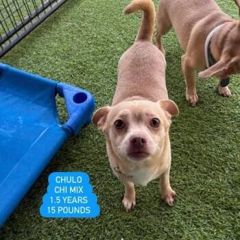 Chihuahua and None Dogs Available for Adoption in Tampa, Florida - Chulo | PetCurious
