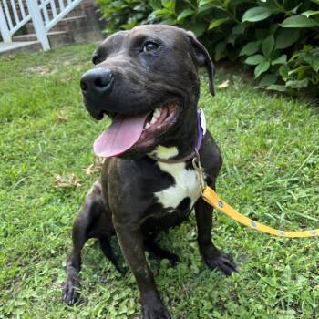 Gretchen -  Mixed Breed Dog for Adoption in Sequatchie, Tennessee - Gretchen | PetCurious