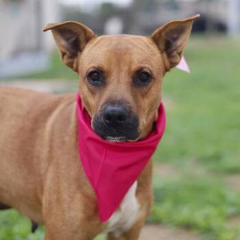 JENNY -  American Staffordshire Terrier Dog for Adoption in San Antonio, Texas - JENNY | PetCurious